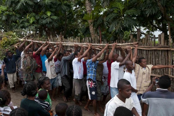 Des hommes transportent un arbre sacré coupe en forêt au crépuscule